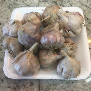 Ajo en Grano Criollo