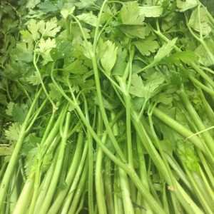 Cilantro