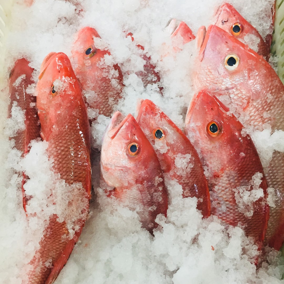 PARGO 1